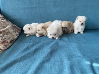 Pomeranian Bebekler
