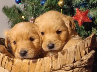 Safkan golden retriever yavruları