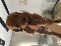 Dişi Toy Poodle Yavrularımız