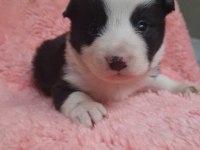 BORDER COLLİE KÖPEĞİ YAVRUM
