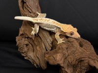 Evil Crested Geckolar