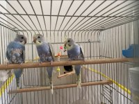 30 günlük yavru muhabbet kuşları