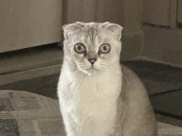 Scottish fold dişi ücretsiz