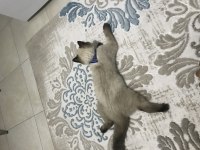 Bakmaya kıyamadığım british shorthair