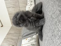 İpek Tüylü Scottish Longhair Yavru