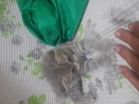 45 günlük yeni yuvasına gitmeye hazır kedimiz