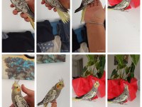 45 Günlük Ev Üretimi Renk Güzeli PERL Sultan Papağanları