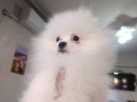 POMERANİAN erkek 3,5 aylık