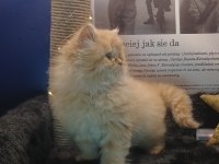 POFUDUK SHOW CLASS İRAN KEDİSİ BEBEK
