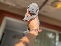 French bulldog mavişlerimi görmeye ne dersiniz