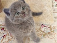 LOKUMULİNKO KEDİMİZ