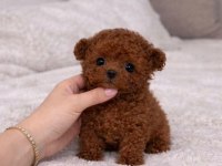 Korean Export Yurt Dışı Girişli Toy Poodle Bebeklerim