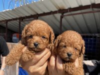 Toy Poodle Yavrularımız