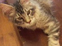 Safkan Son Erkek Maine Coon Yavru İstanbul İçine