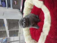 Kaliteli Scottish Fold Yavrular
