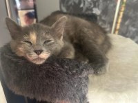 GRİ RENK MELEZ YAVRU KEDİMİZ