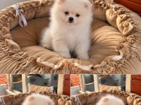 Pomeranian Boo Teddy Face 