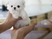Kore maltese köpeklerimiz gelmiştir