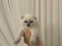 SCOTTISH FOLD BLUE POİNT YAVRULARIM