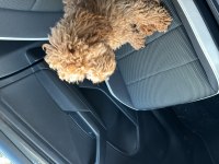 Eğitimli poodle