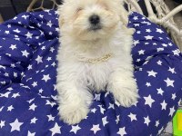 Maltipoo ve maltese yavrularımız mevcuttur