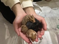 Suriye Hamster Sağlıklı Sahiplendirme