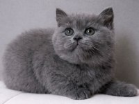 British shorthair sevımlı cocuklar gri senı beklıyo