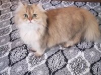 Golden british longhair NY 12 Dişi