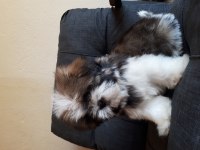 Şecereli shih tzu yavrular