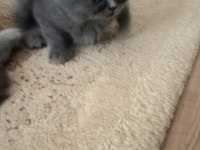 2 ayini doldurmuş yavrularımız scottish fold