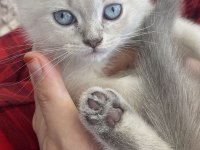 British shorthair 2 aylık
