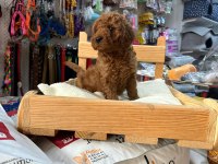 Red toy poodle