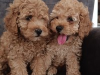 Toy poodle yavru köpeklerimiz