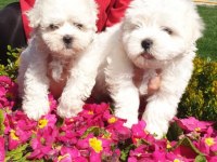 Maltese-Terrier Çok Sevimli Yavrular