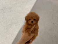 Show kalite teacup dişi maltipoo yavrularımız