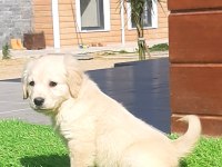 Golden Bebeklerimiz Aşıları Tam
