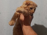 Scottish Fold Erkek Yavrular Çok Sevimli ve Oyuncu