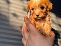 Maltipoo Adrese Teslim, Kapıda Ödeme Yapabilirsiniz