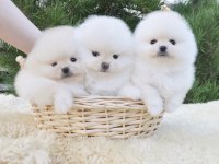 Boo Pomeranian Ayıcık Surat Yavrular 