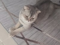 Scottish fold sahibinden 1 yaşındaki kızımız