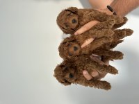 Sağlıklı orjinal poodle