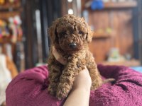 Herkesin hayali toy poodle bu kadar yakın olmamıştı