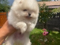 Ayı Surat Erkek Pomeranian