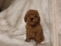 Mükemmel kalite toy poodle