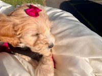 Tüm aşıları tam maltipoo