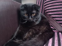 4 aylık erkek scottish fold ücretsiz sahiplendirilecektir