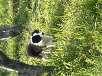 Sevimli border collie yavrular