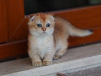 Munchkin Kilt Cüce Golden Scottish Fold Yavrumuz