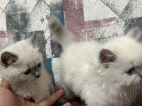Kar topu yavru kediler aşırı uysal ve sevimliler