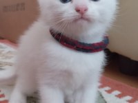 Safkan Ankara Kedisi 1,5 Aylık